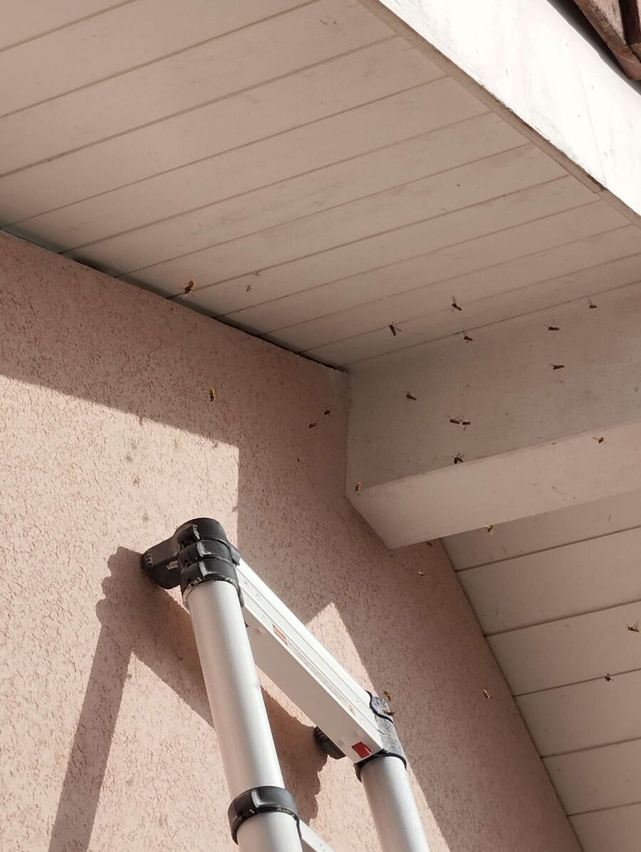  Bienennest entfernen.jpeg