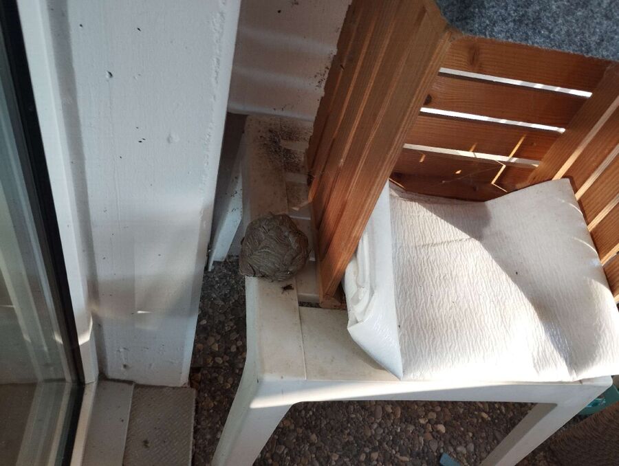 Bienen umsiedeln &  Bienennest entfernen 