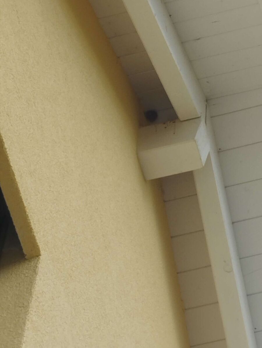  Bienennest entfernen