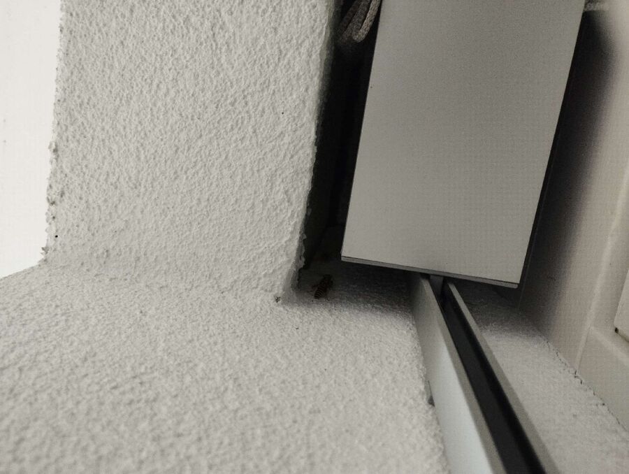  Bienennest entfernen.jpeg