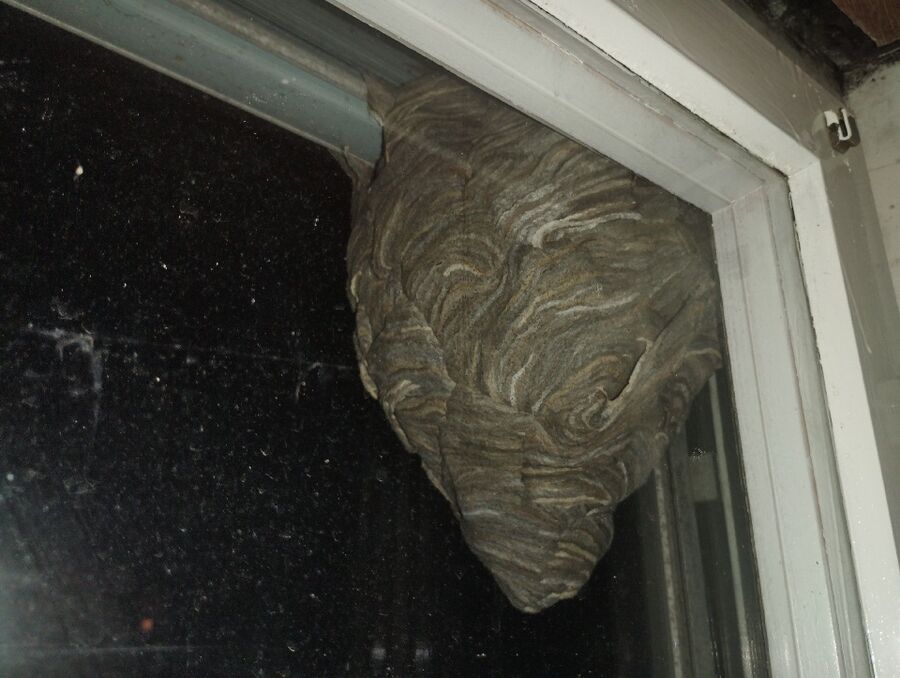  Bienennest entfernen