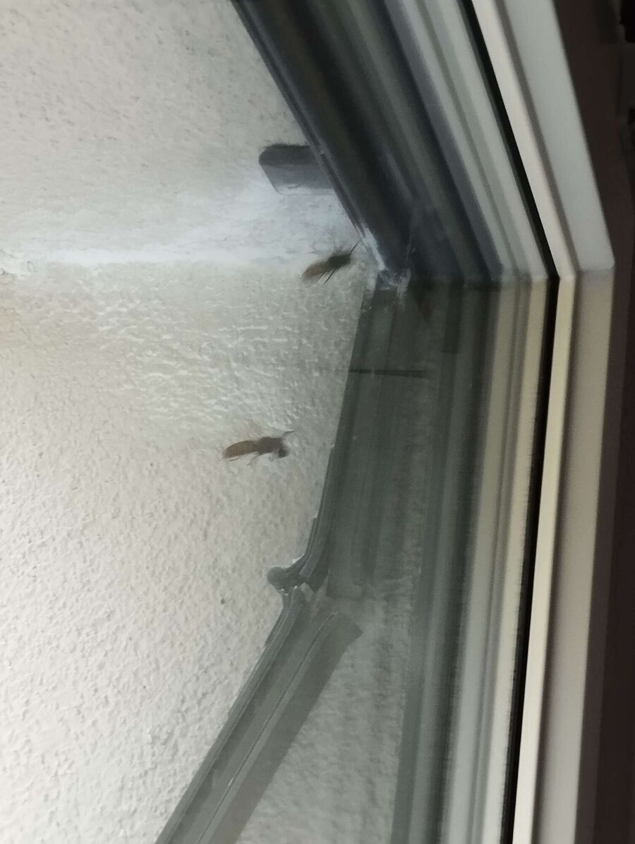  Bienennest entfernen.jpeg