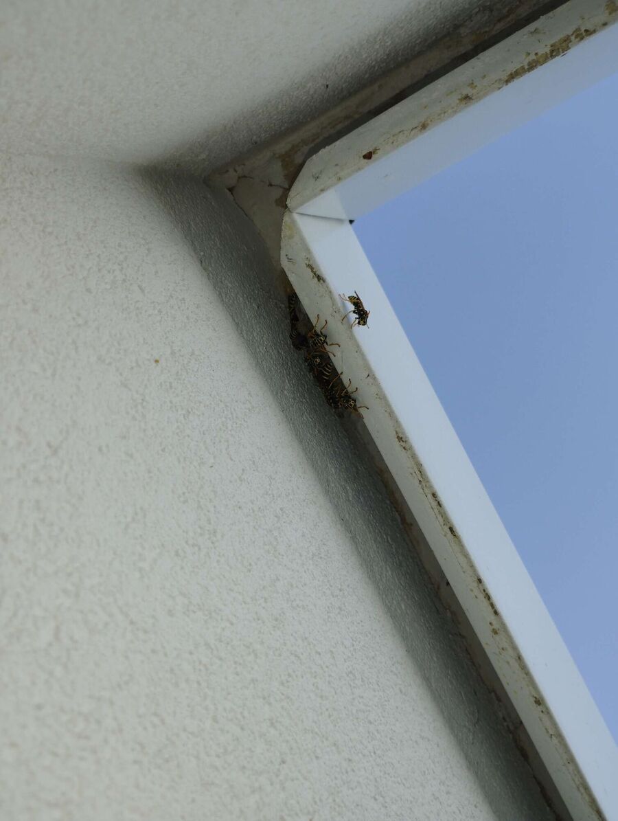  Bienennest entfernen.jpeg