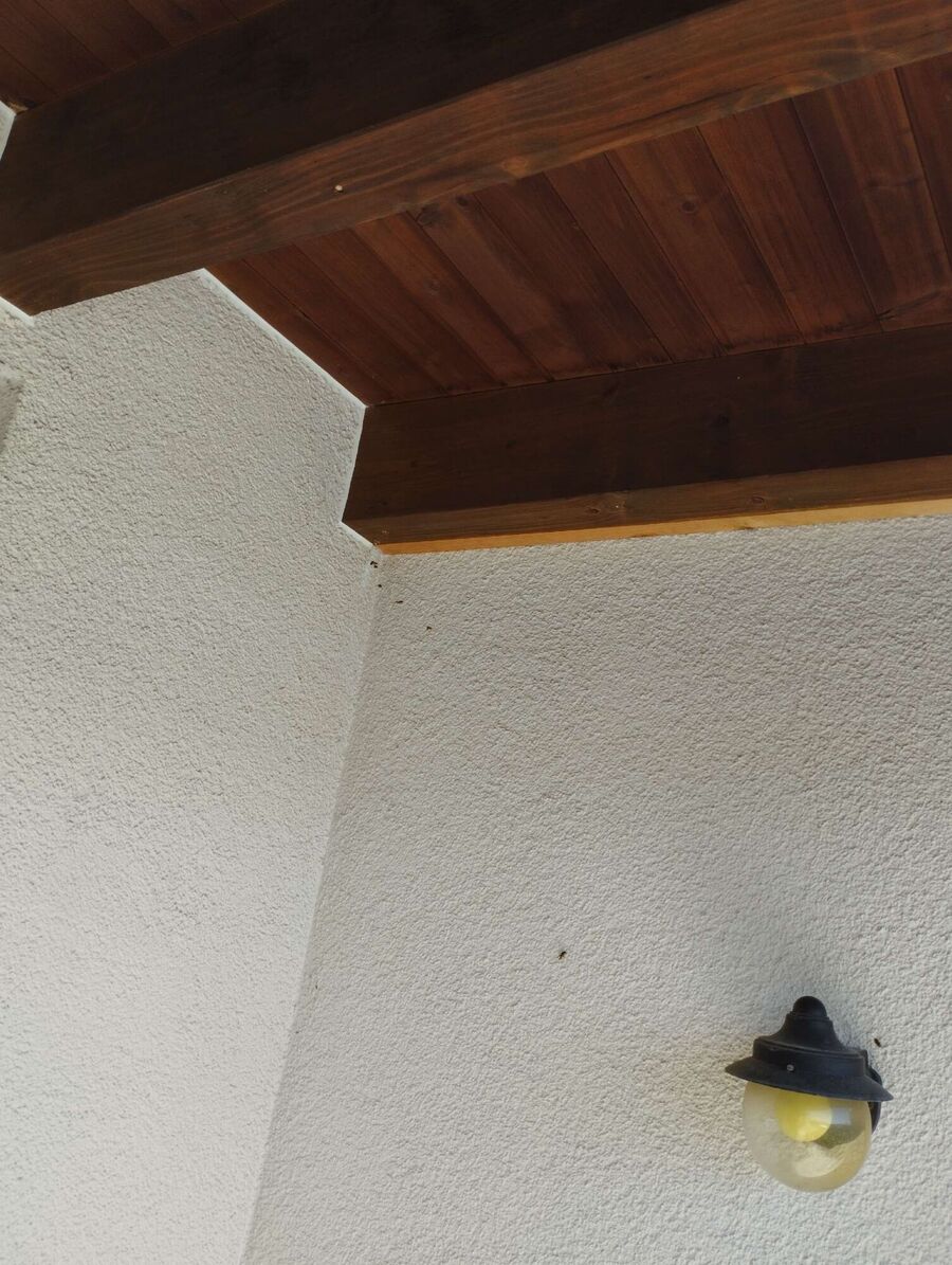 Bienen umsiedeln &  Bienennest entfernen 