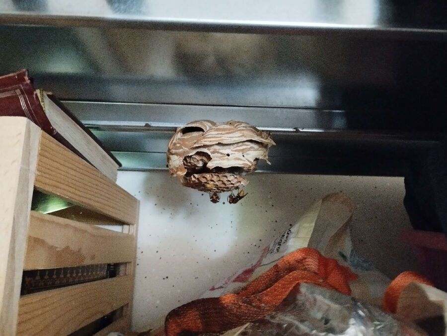  Bienennest entfernen