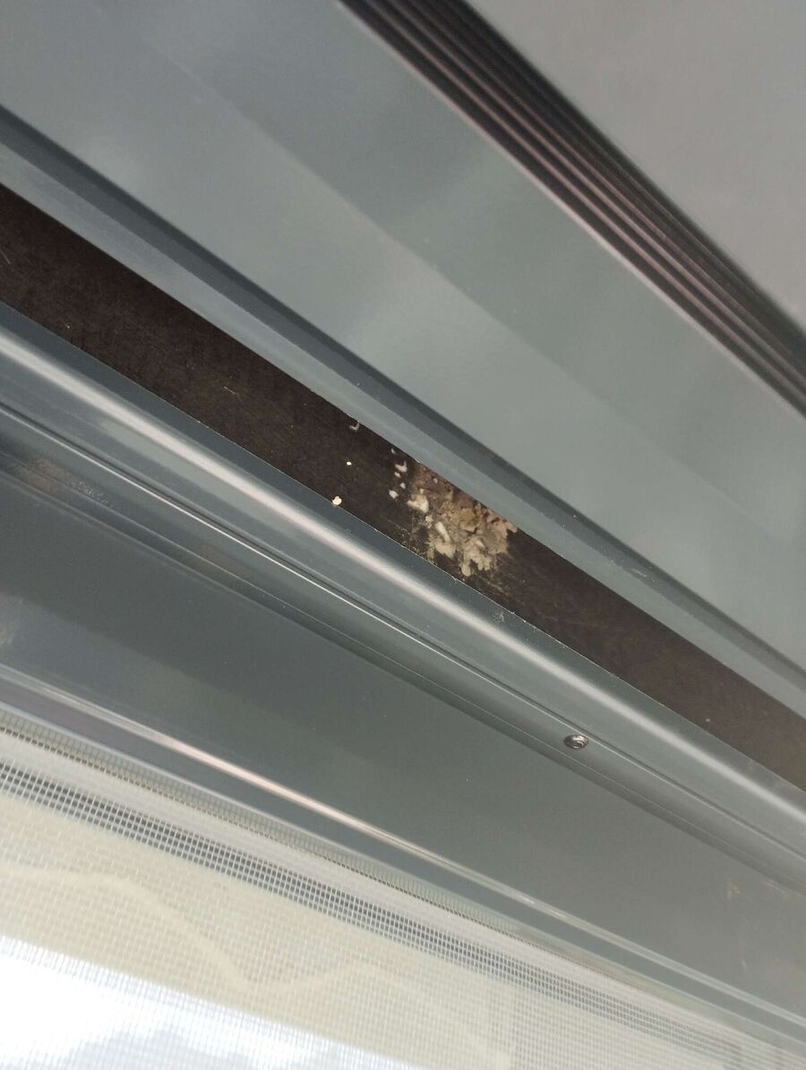  Bienennest entfernen.jpeg