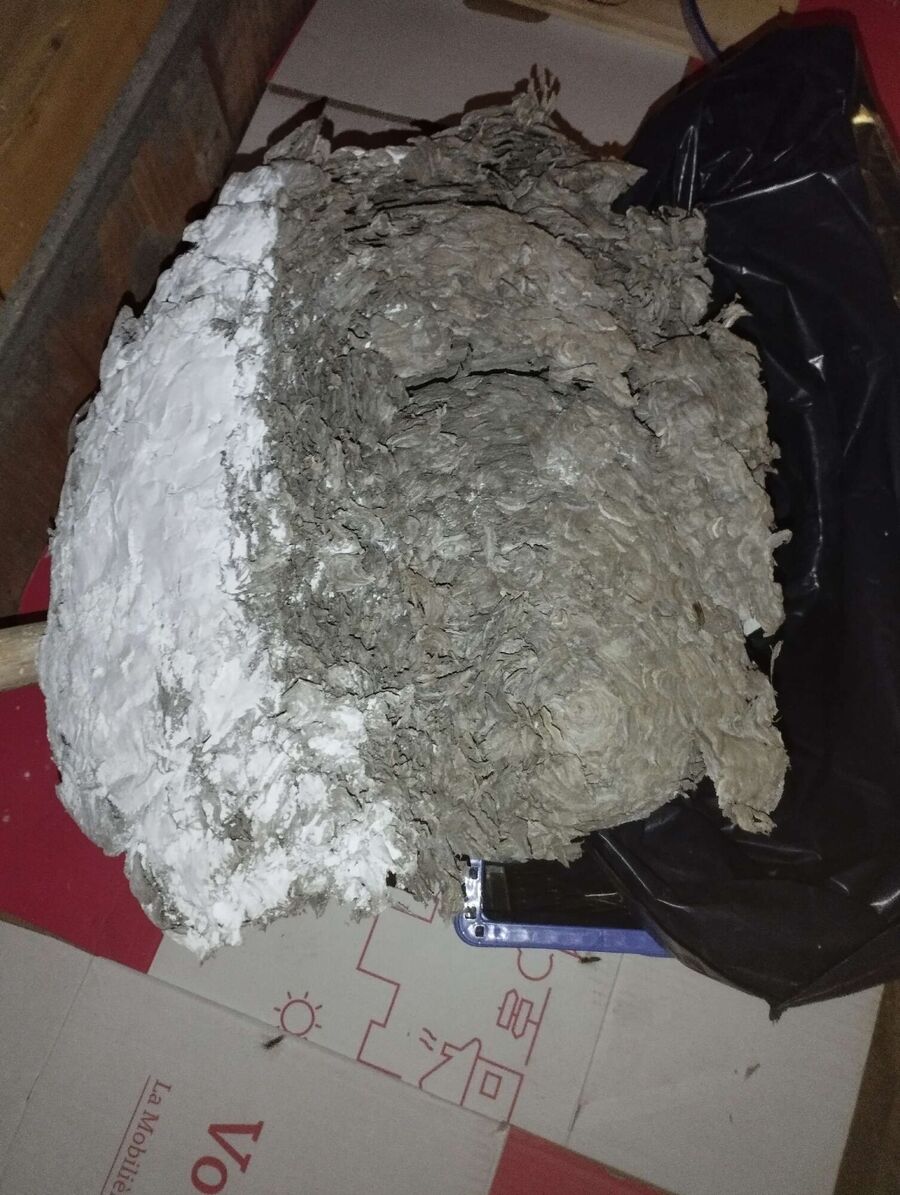  Bienennest entfernen