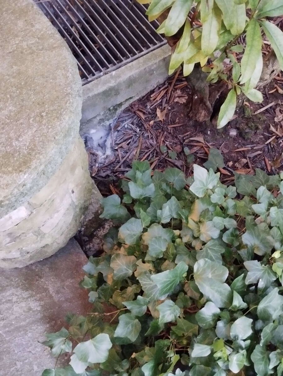  Bienennest entfernen