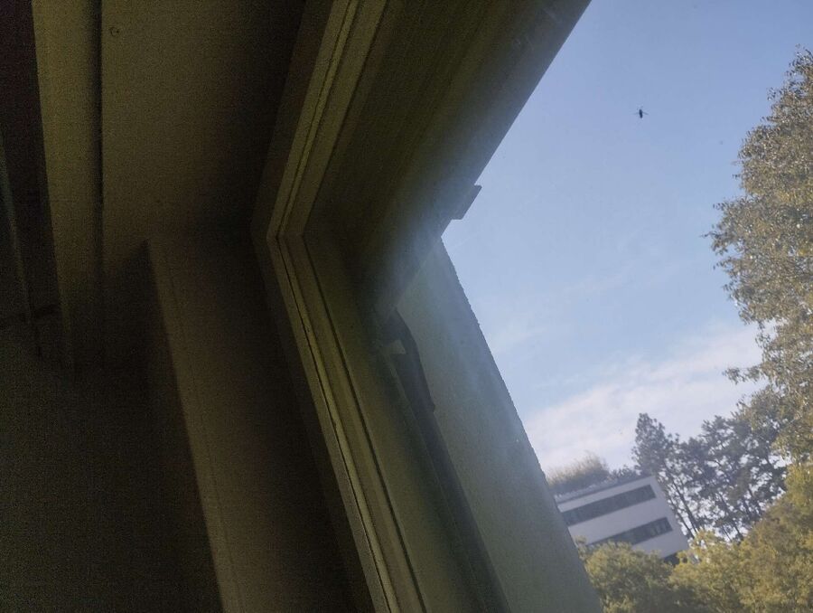 Bienen umsiedeln &  Bienennest entfernen 