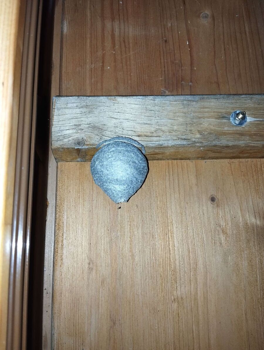 Bienen umsiedeln &  Bienennest entfernen 