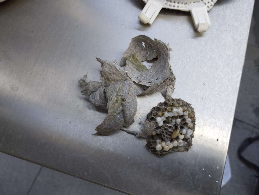  Bienennest entfernen.jpeg