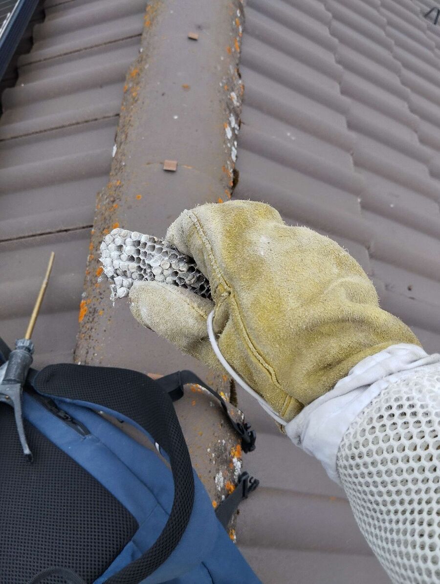 Bienen umsiedeln &  Bienennest entfernen 