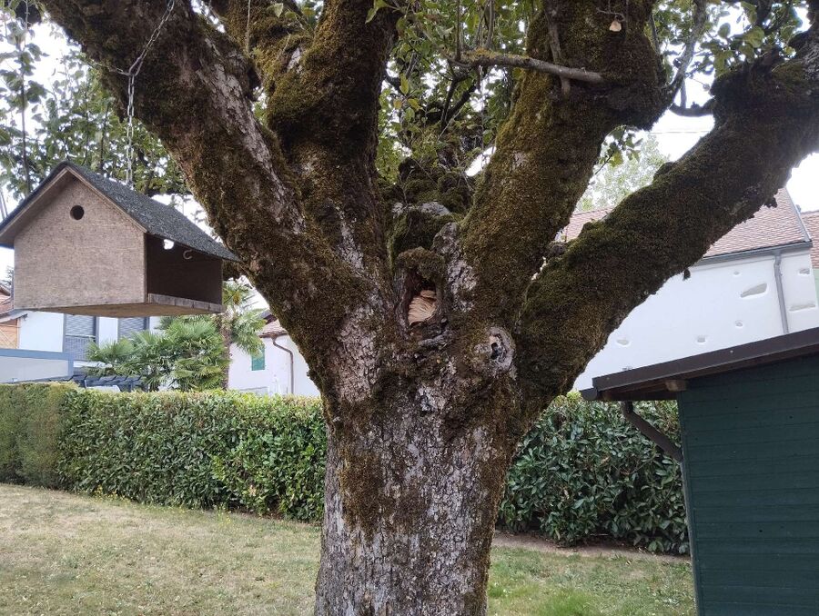  Bienennest entfernen.jpeg