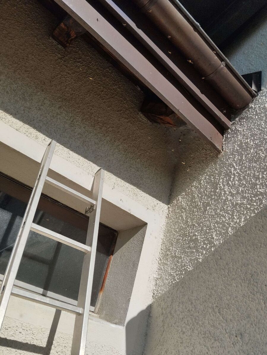 bienennest-am-haus-entfernen.jpg