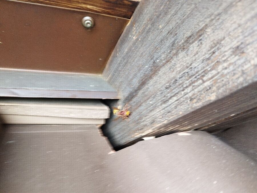 Bienen umsiedeln &  Bienennest entfernen 