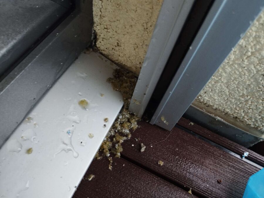  Bienennest entfernen.jpeg