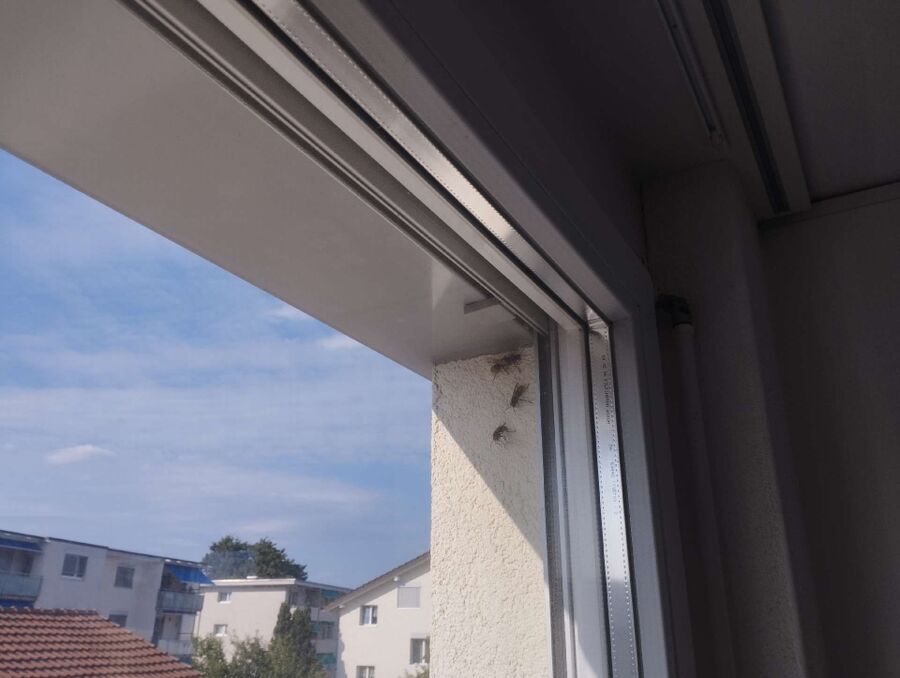 Bienen umsiedeln &  Bienennest entfernen 