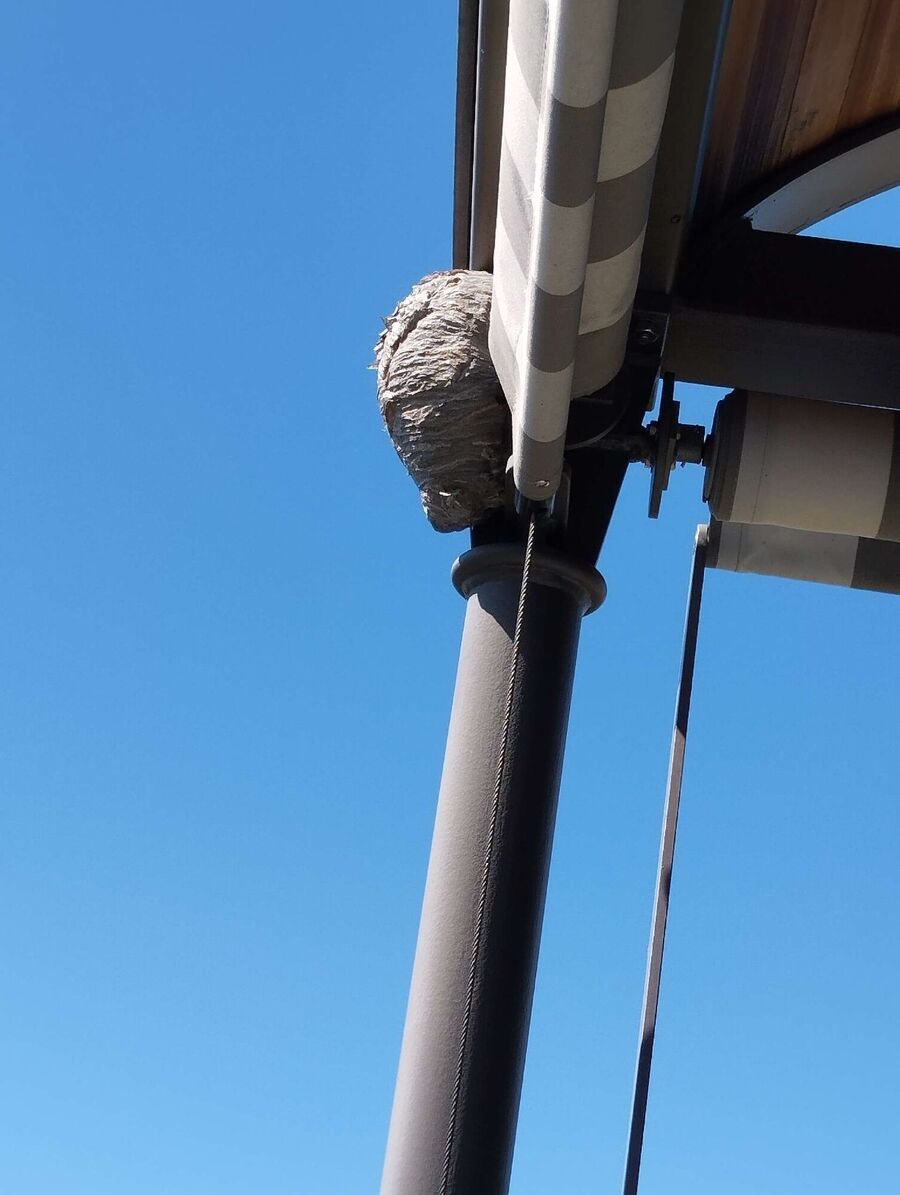 Bienen umsiedeln &  Bienennest entfernen 