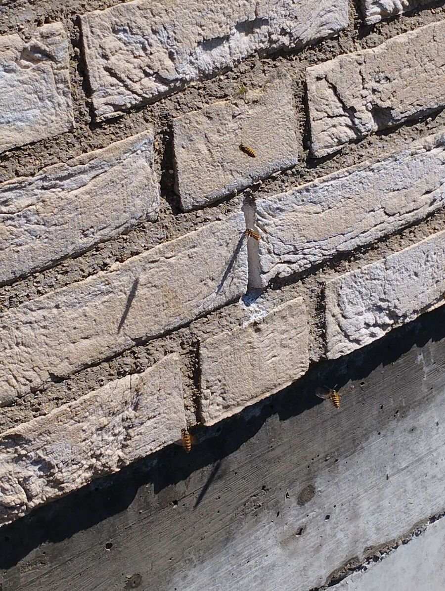  Bienennest entfernen.jpeg