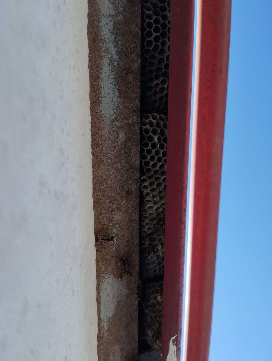  Bienennest entfernen