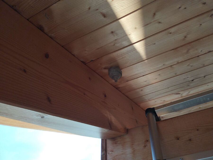  Bienennest entfernen.jpeg