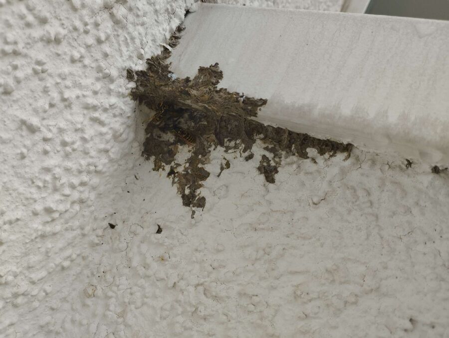  Bienennest entfernen