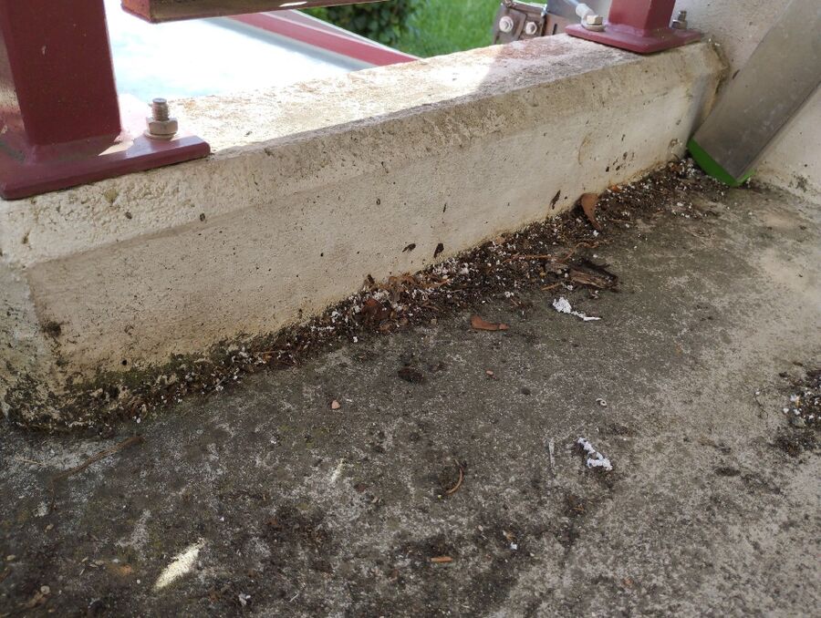 Bienen umsiedeln &  Bienennest entfernen 