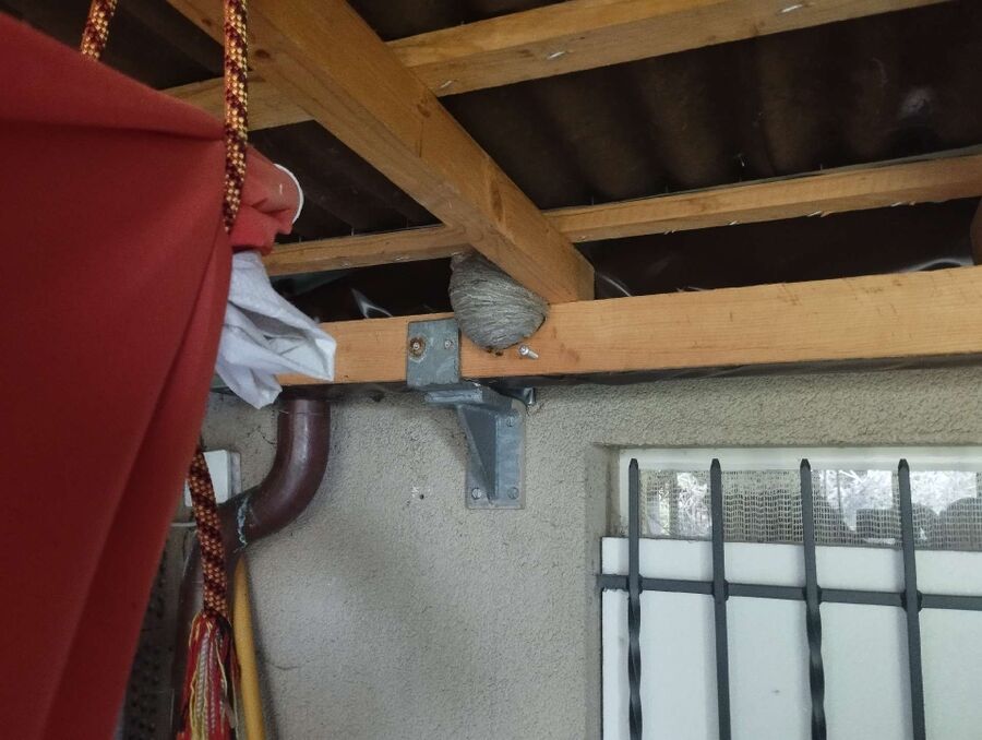 Bienen umsiedeln &  Bienennest entfernen 