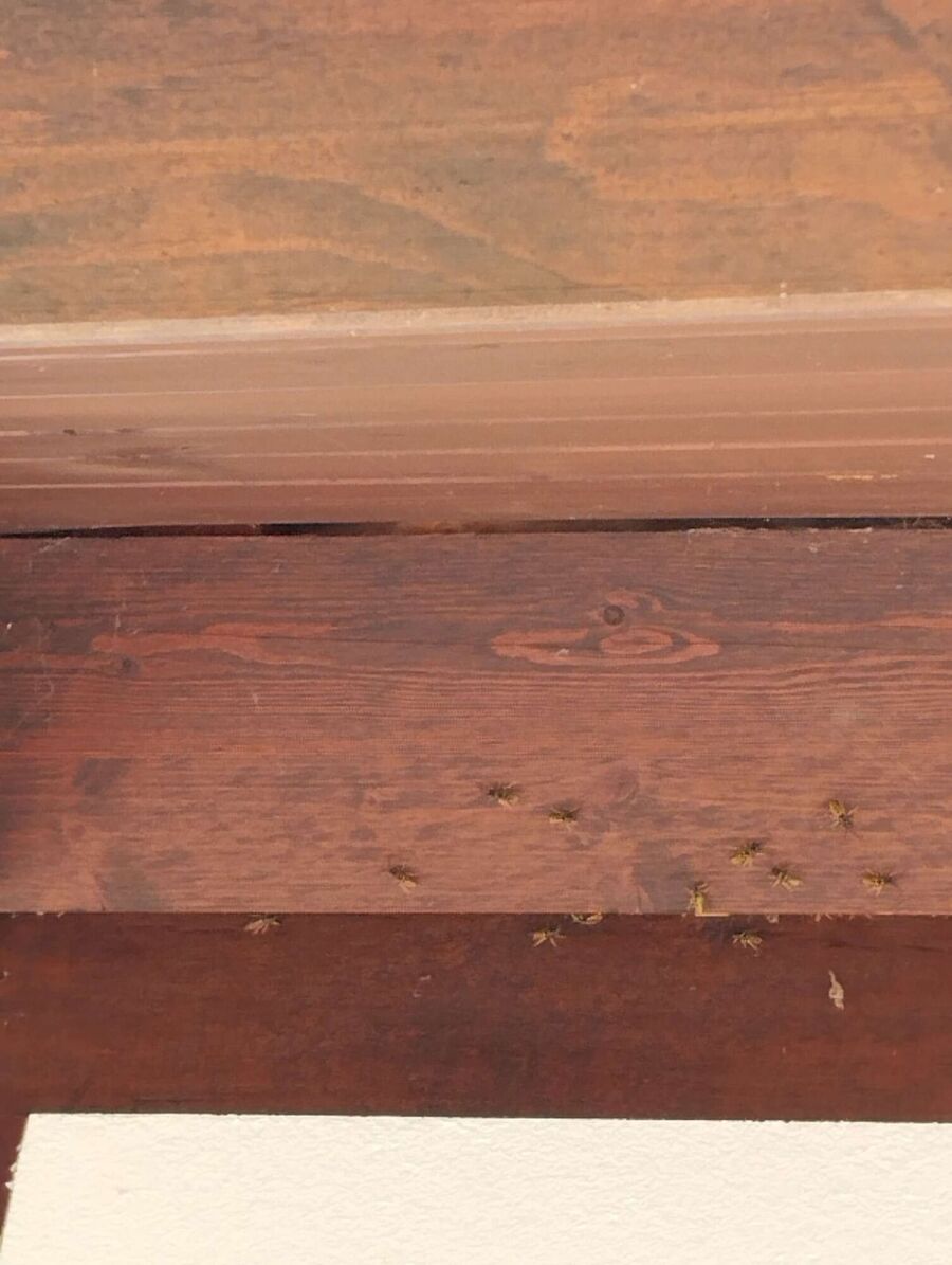  Bienennest entfernen.jpeg