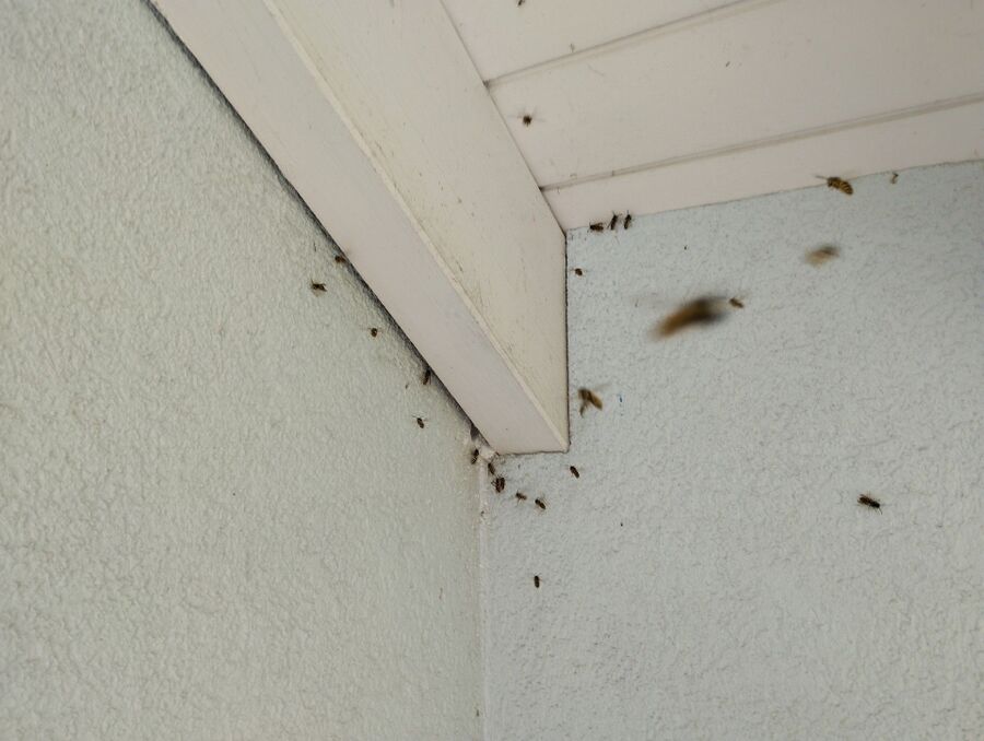  Bienennest entfernen.jpeg