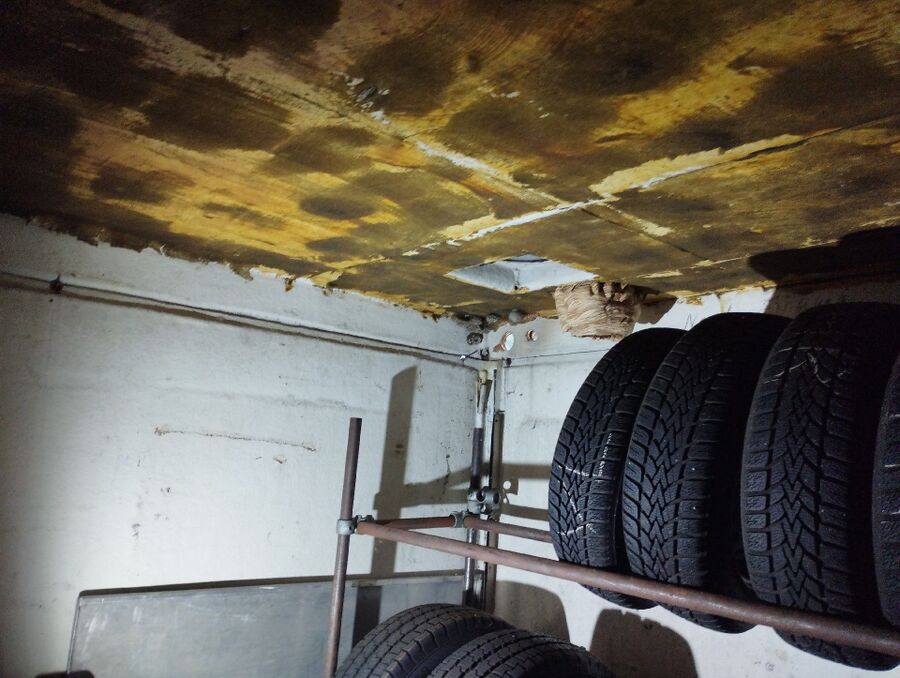  Bienennest entfernen