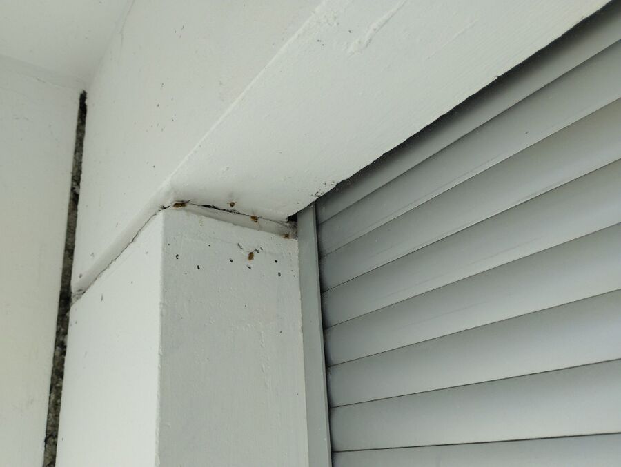  Bienennest entfernen.jpeg