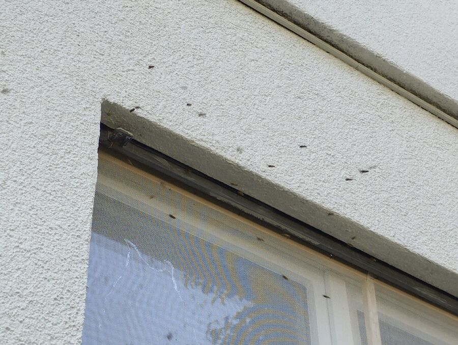 Bienen umsiedeln &  Bienennest entfernen 