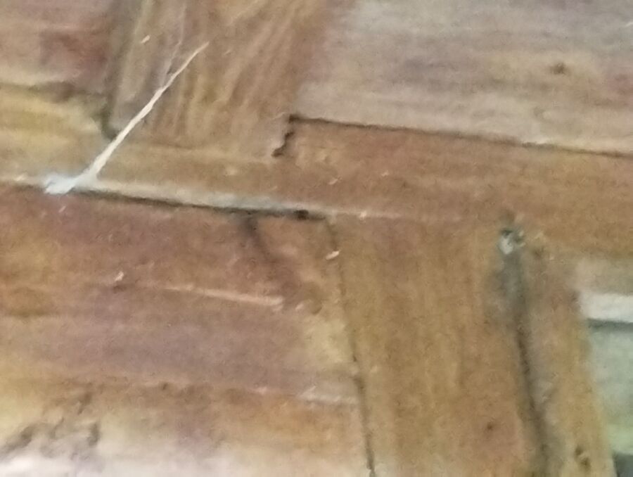  Bienennest entfernen.jpeg