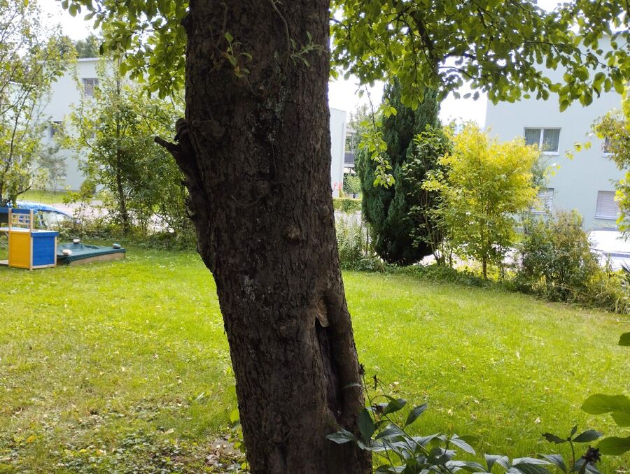  Bienennest entfernen