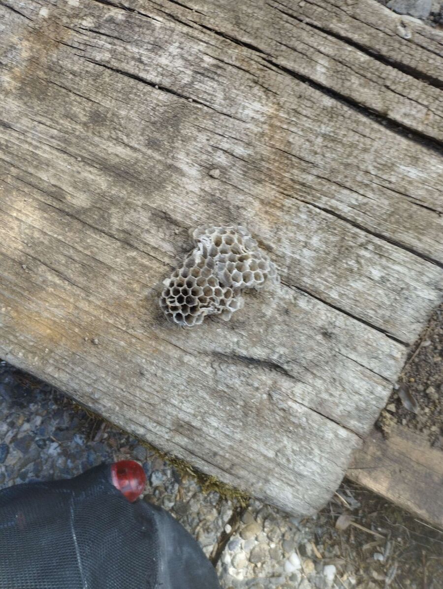  Bienennest entfernen.jpeg