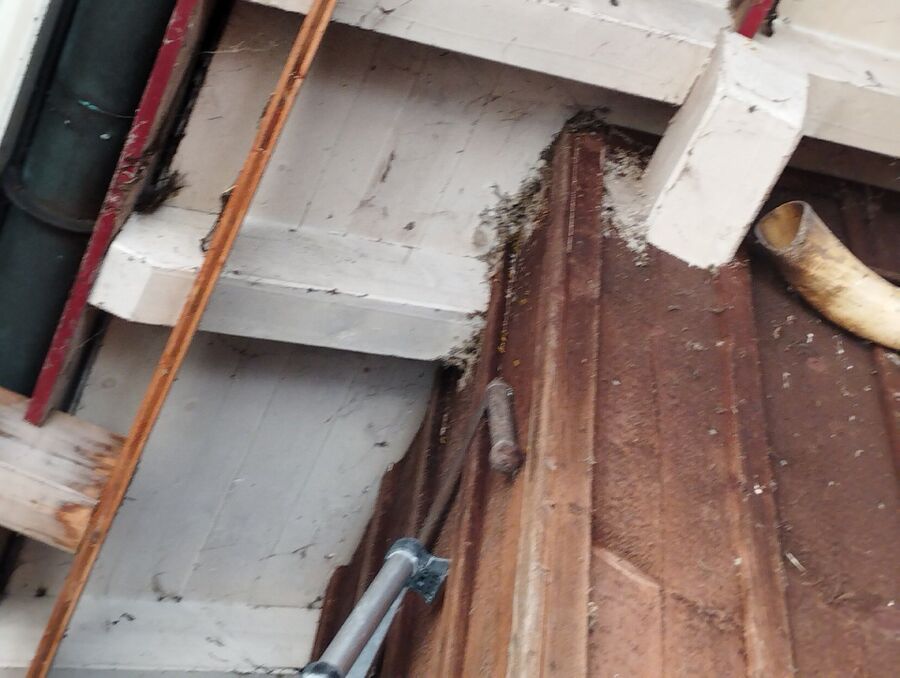  Bienennest entfernen