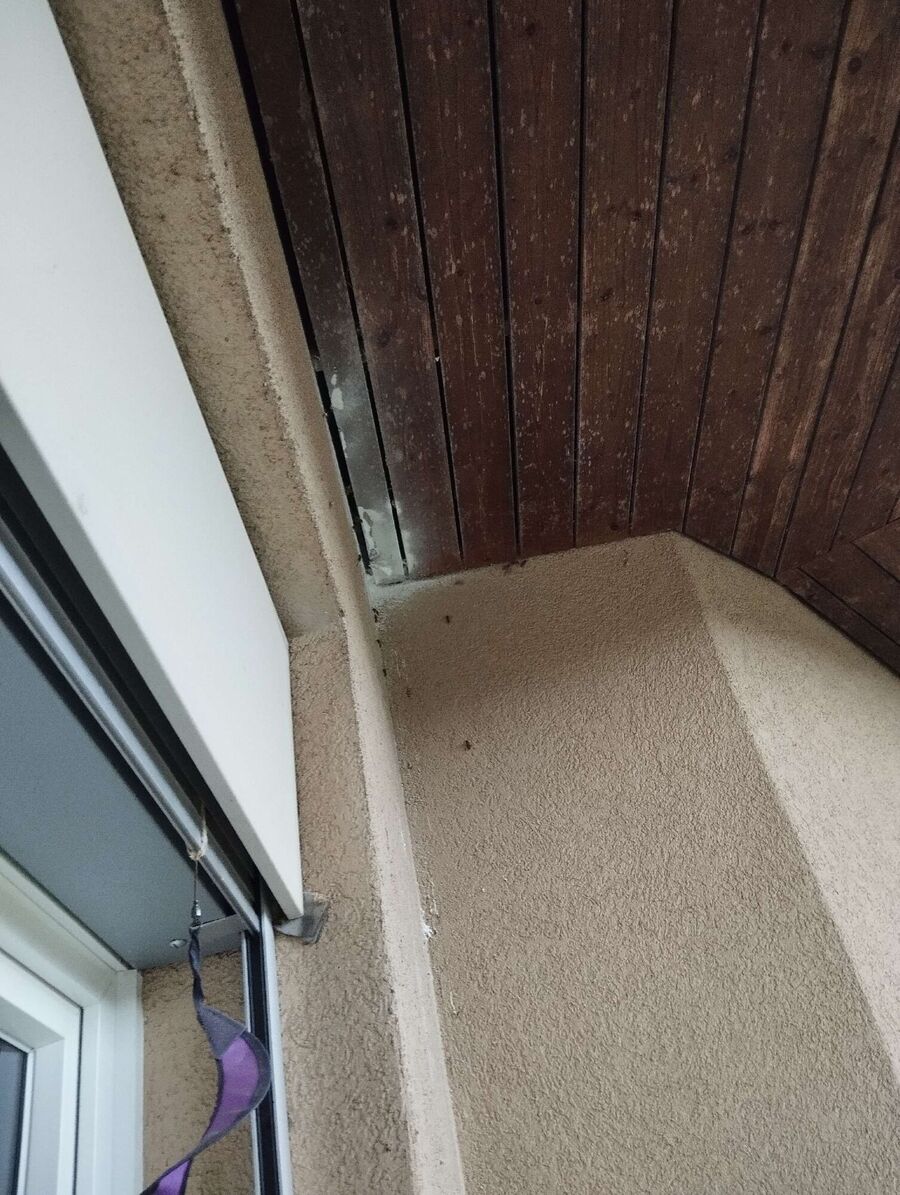  Bienennest entfernen.jpeg