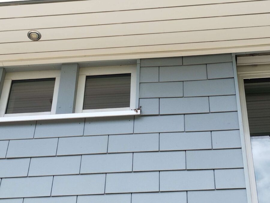 Bienen umsiedeln &  Bienennest entfernen 