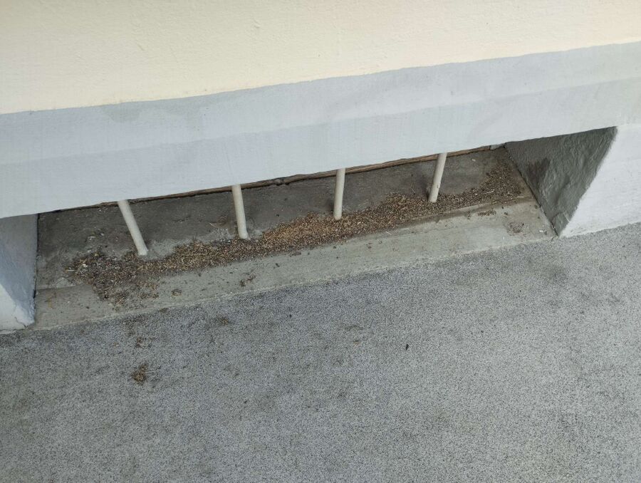  Bienennest entfernen