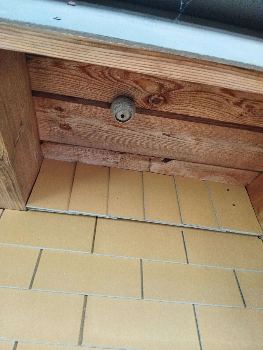 Bienen umsiedeln &  Bienennest entfernen 