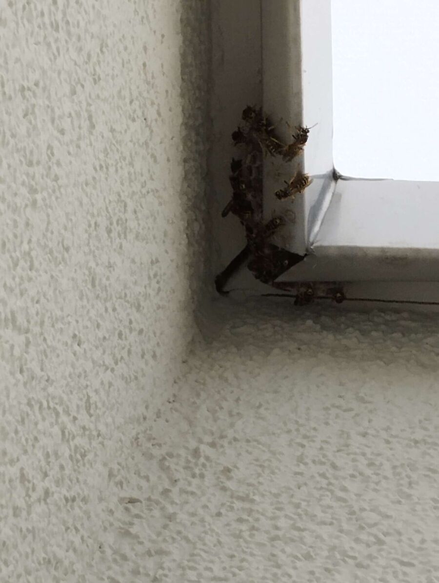  Bienennest entfernen.jpeg