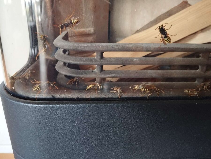 Bienen umsiedeln &  Bienennest entfernen 