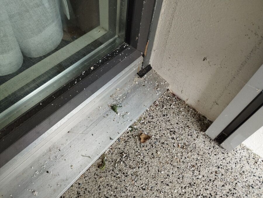  Bienennest entfernen.jpeg