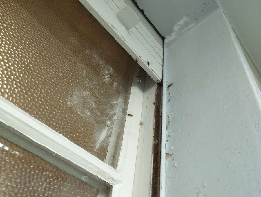  Bienennest entfernen.jpeg