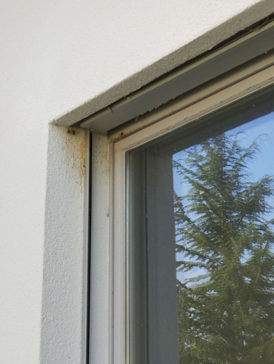  Bienennest entfernen.jpeg