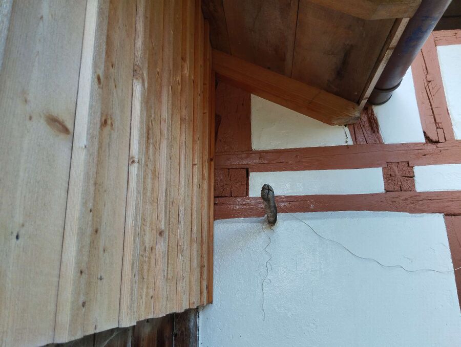 Bienen umsiedeln &  Bienennest entfernen 