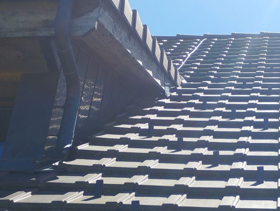  Bienennest entfernen.jpeg