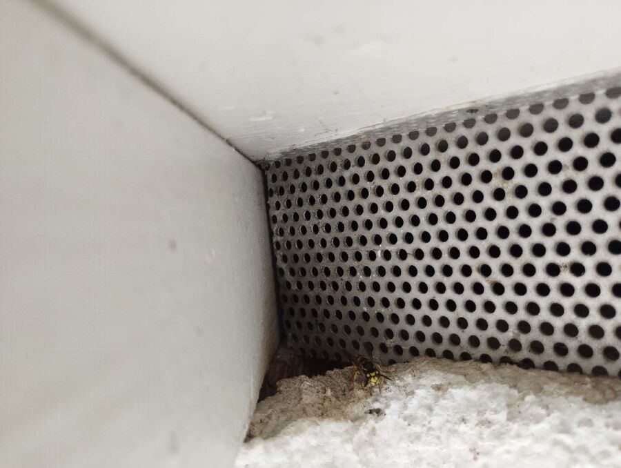  Bienennest entfernen.jpeg