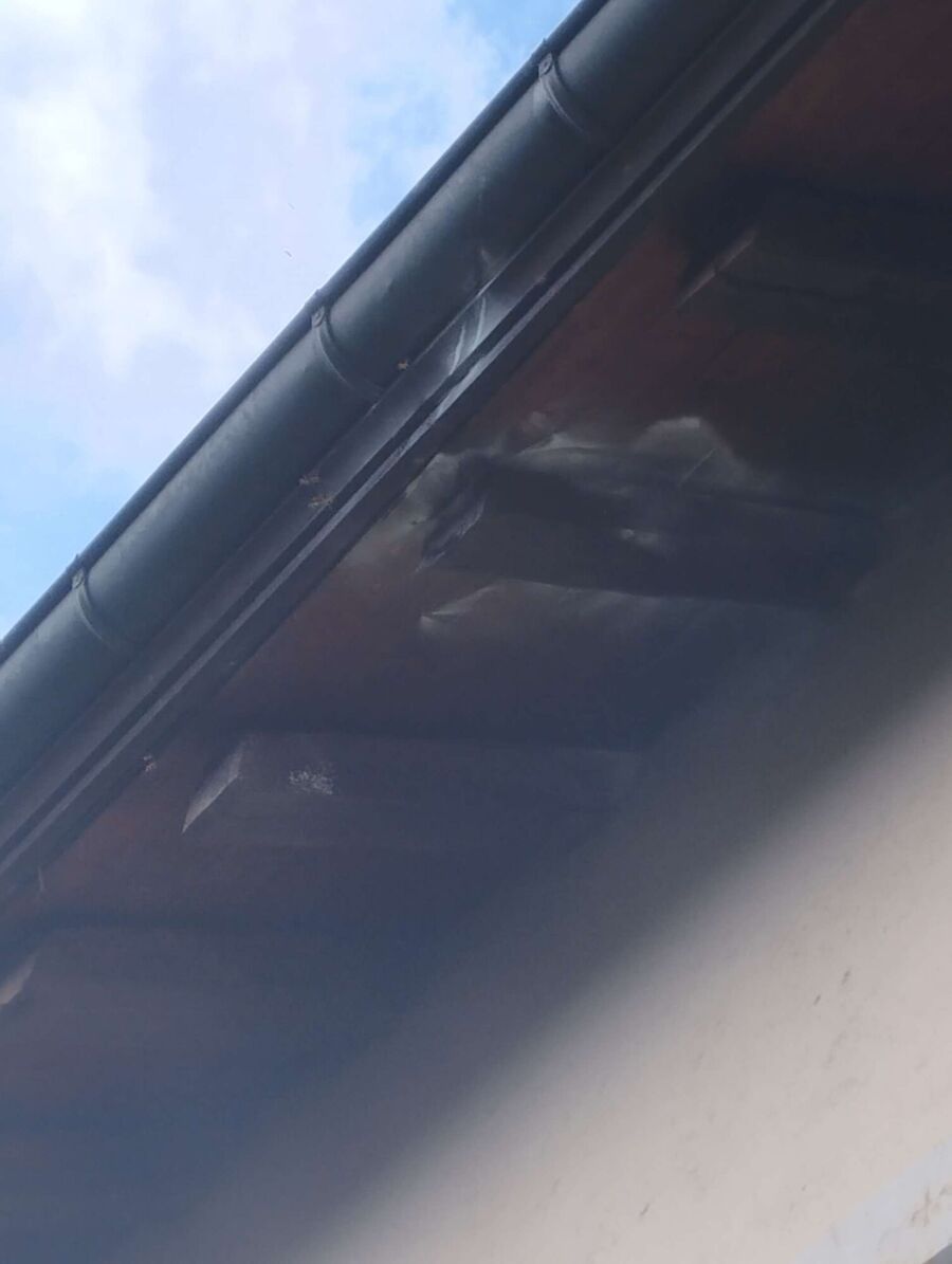  Bienennest entfernen.jpeg